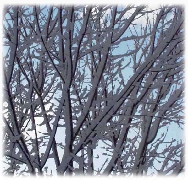 Oak Branches Image