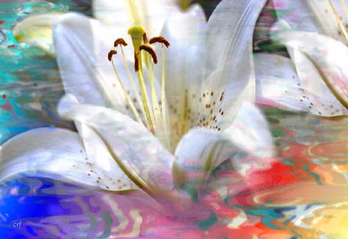 White Lily #1 Image