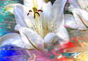 White Lily #1